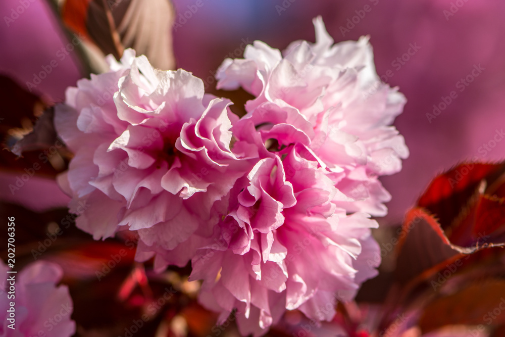 Beautiful pink tree spring flower