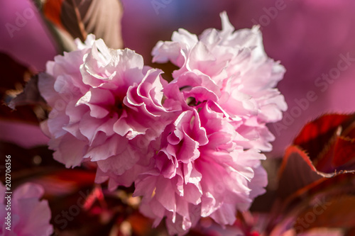 Beautiful pink tree spring flower