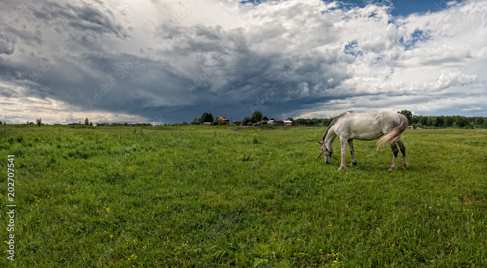 white horse closeup on background of landscape with fog and clouds in the blue sky. dawn in the mountains and green meadows of the summer season white horse closeup on background of landscape with fog and clouds in the blue sky. dawn in the mountains and green meadows of the summer season