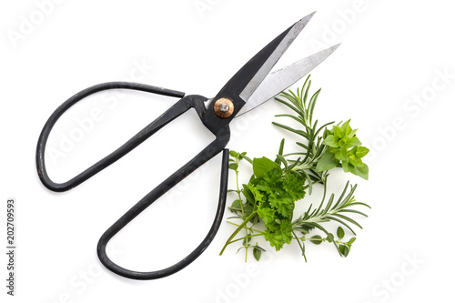 Fresh Herbs and Scissors Top View Isolated on white photo