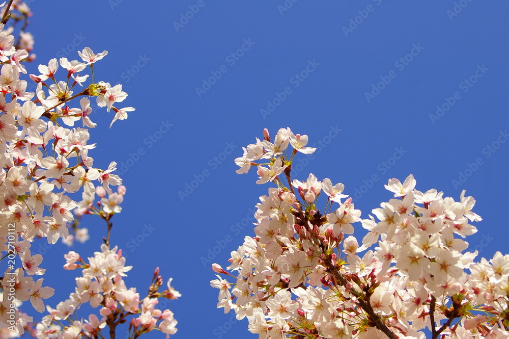 桜 桜