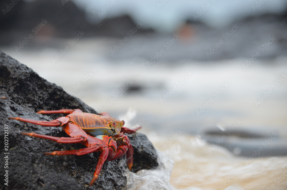 Sally lightfoot crabs (Grapsus grapsus) walk across volcanic rocks in the Galapagos Islands. Sally lightfoot crabs (Grapsus grapsus) walk across volcanic rocks in the Galapagos Islands.
