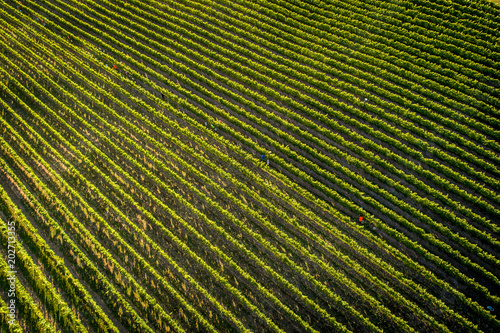 aerial of Chardonnay Grape Harvesting