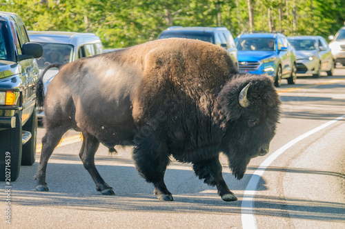 Bison crossing the Road