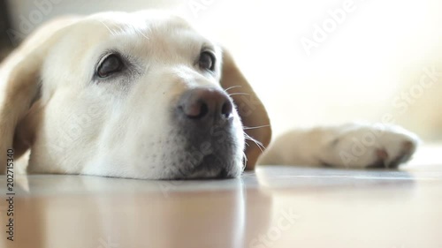 Beautiful labrador dog is feeling lonely asking for affection lying under the door.