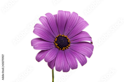 beautiful purple osteospermum or african daisy pink flower isolated on white photo