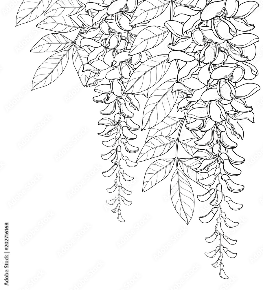Vector corner bouquet of outline Wisteria or Wistaria flower bunch, bud