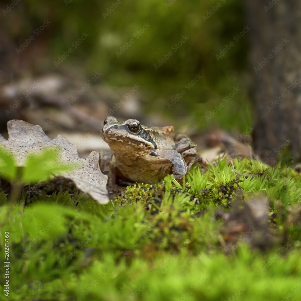 Small frog in the forest among moss. Poland Small frog in the forest among moss. Poland