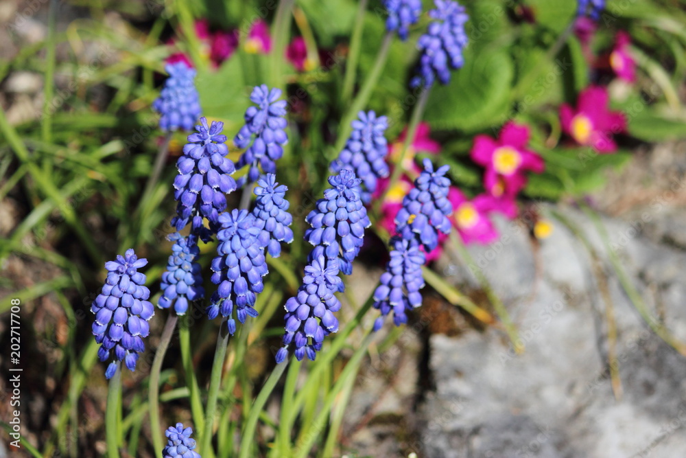 Fototapeta premium Gebirge Blumen
