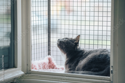 Safety Window gray cat. A special enclosure for cat safety is installed on the window and cat sit there