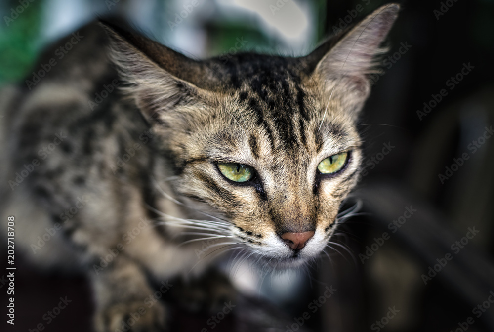 A closeup of a cat in a fierce mood