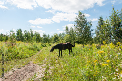 the black horse was released on a rural road on the background of summer landscape