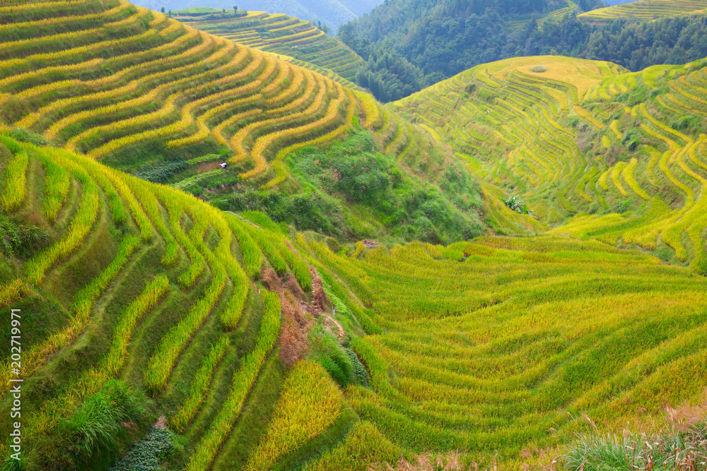 Longji Rice Terraces Longji Rice Terraces