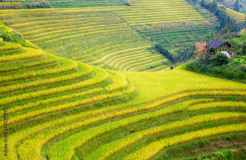 Longji Rice Terraces