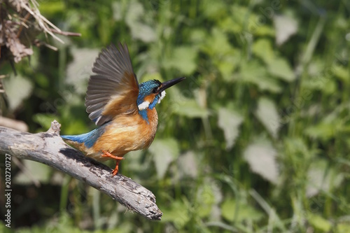 Obraz na plátne Martin pescatore in partenza (Alcedo atthis)
