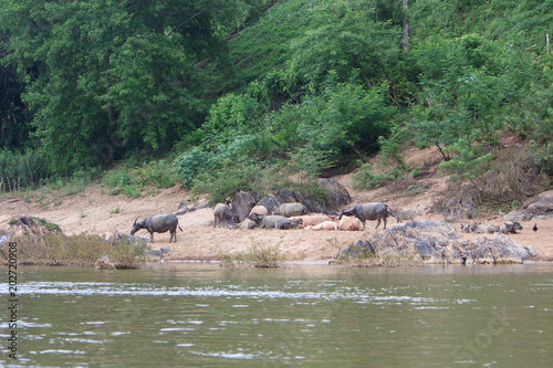 Waterbuffalos at a river in Laos 