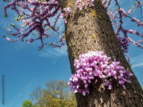 wunderschöner Judasbaum (Cercis siliquastrum) photo