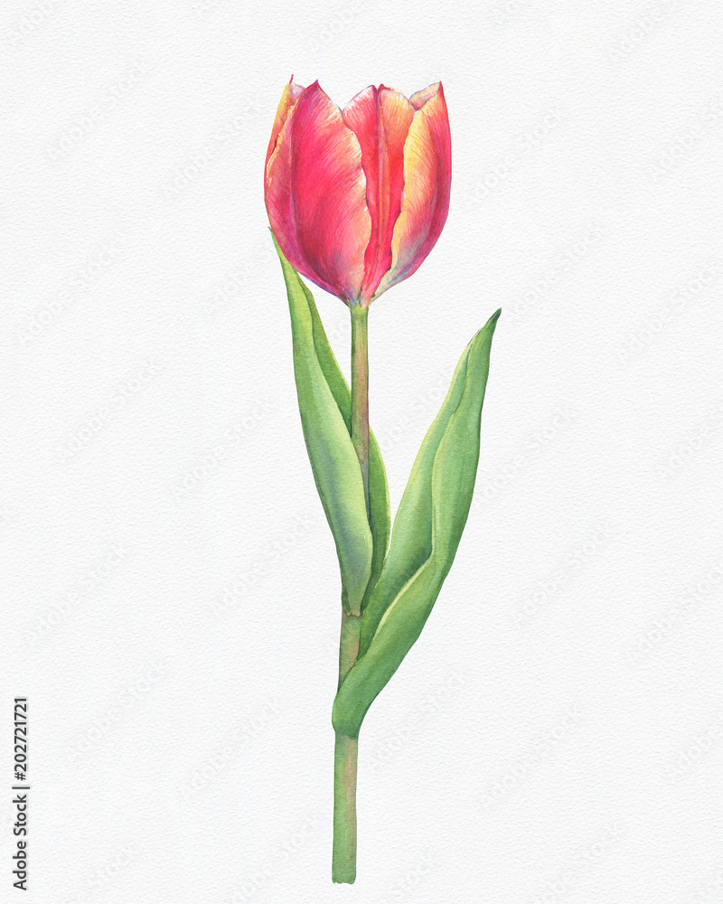 Colorful fresh red tulip with green leaves - spring botanical art. Hand ...