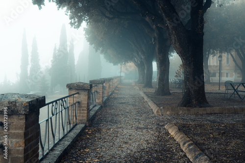 A misty morning autumn landscape, an old park foggy alley. Great oak tree park alley