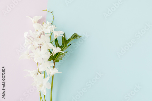 Fototapeta Naklejka Na Ścianę i Meble -  White orchid on two tone paper background