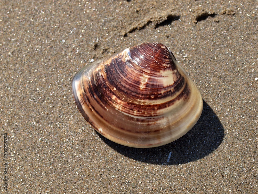 砂浜のハマグリ Stock Photo | Adobe Stock