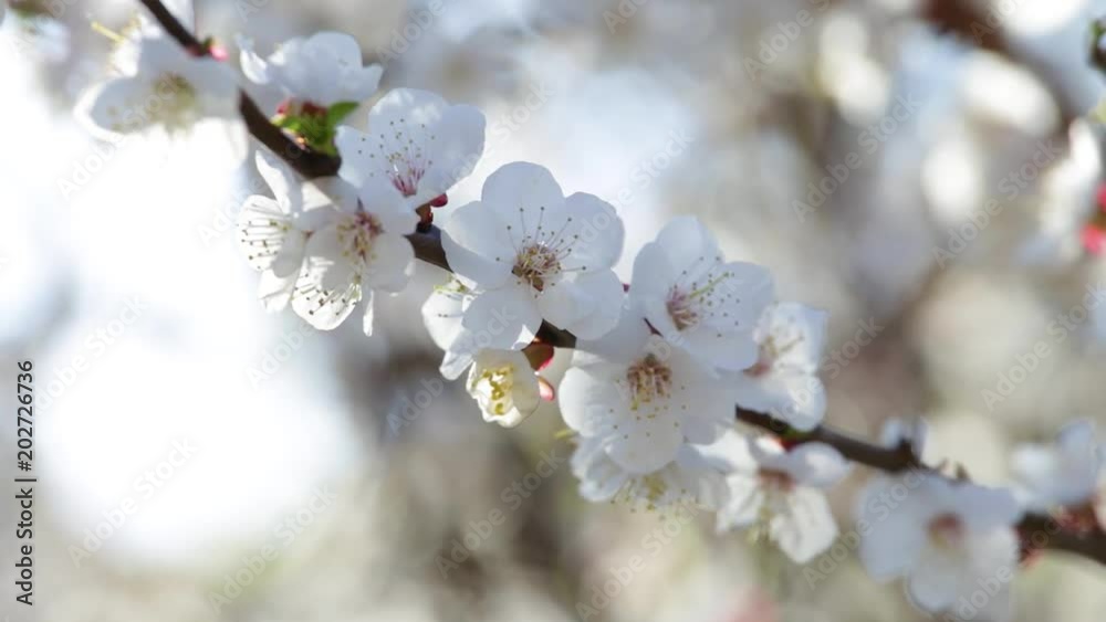 Closeup view of beautiful white flowers at branch of fruit trees isolated at sunny bright blue sky background on sunny spring sunset outdoors. Closeup view of beautiful white flowers at branch of fruit trees isolated at sunny bright blue sky background on sunny spring sunset outdoors.