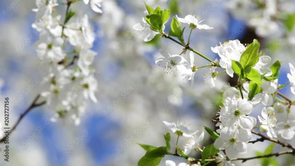 Closeup view of beautiful white flowers at branch of fruit trees isolated at sunny bright blue sky background on sunny spring sunset outdoors. Closeup view of beautiful white flowers at branch of fruit trees isolated at sunny bright blue sky background on sunny spring sunset outdoors.