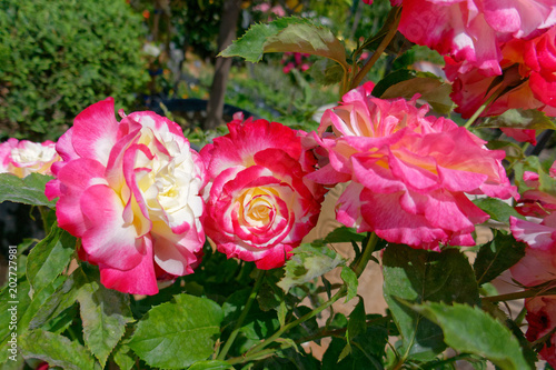 three colorful rose flowers in the garden