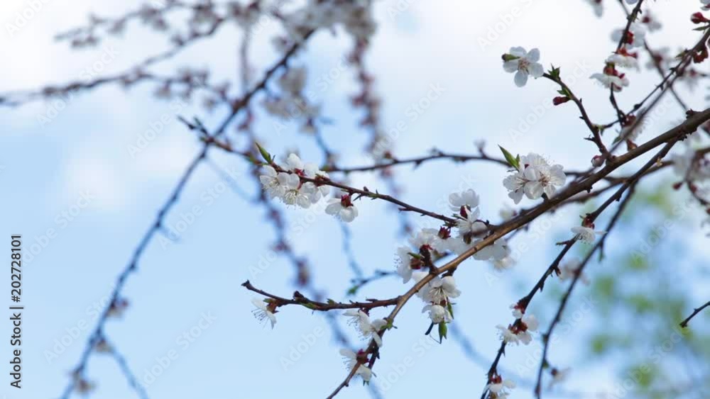 Closeup view of beautiful spring trees with fresh young white flowers isolated at bright blue sky background. Closeup view of beautiful spring trees with fresh young white flowers isolated at bright blue sky background.