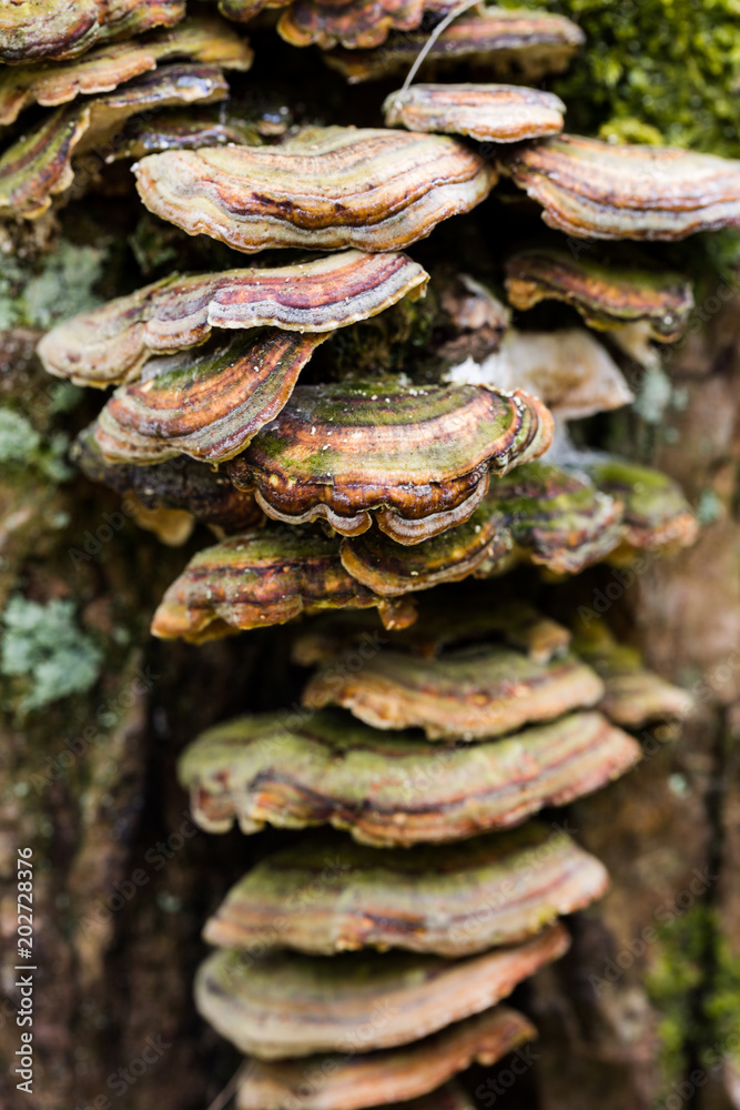 Polypores in golden green colours connected to the trunk of a tree