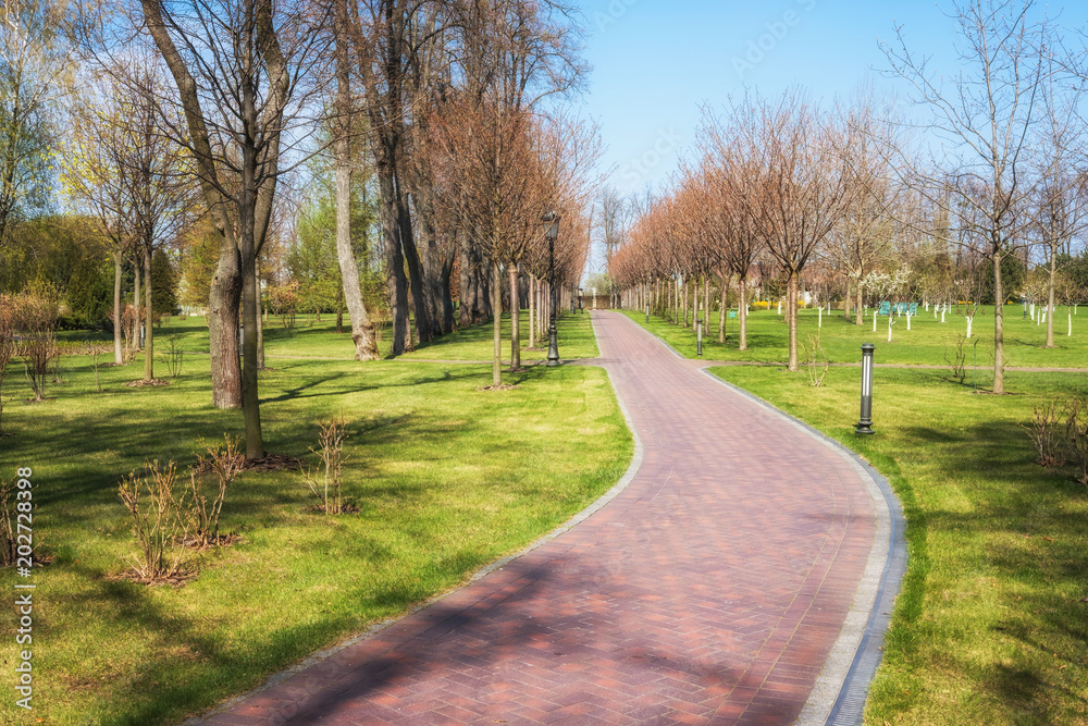 Green spring sunny city park with road and beautiful trees alley