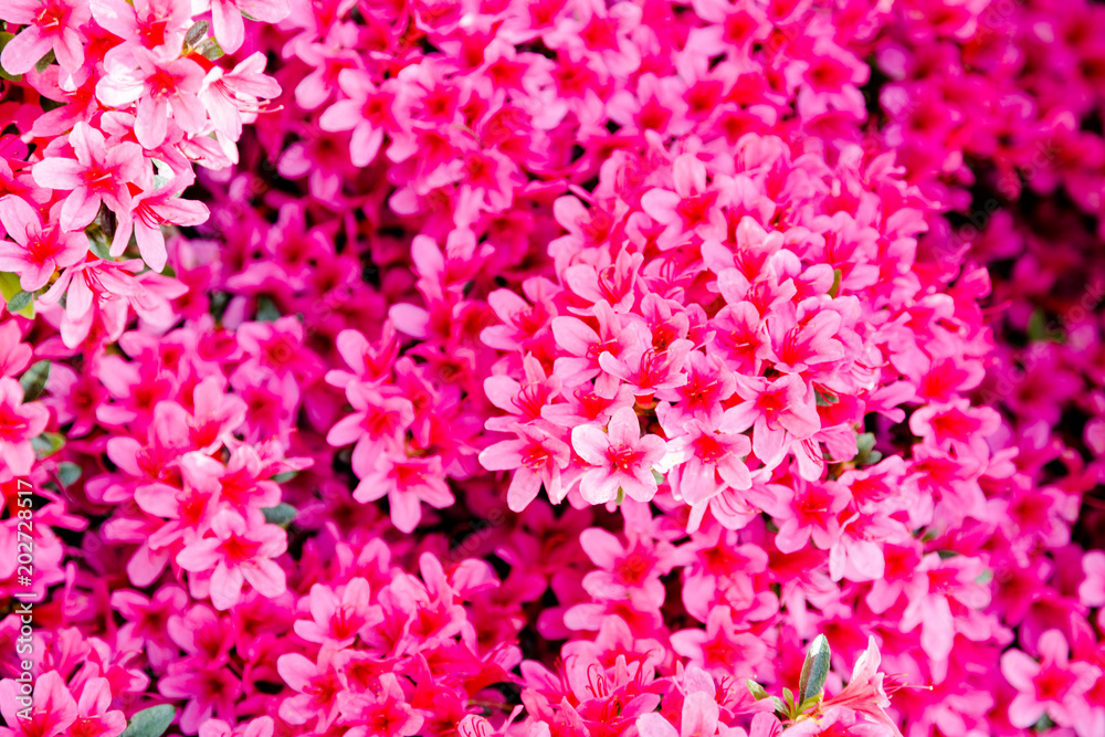 Small bright pink flowers head opaque background