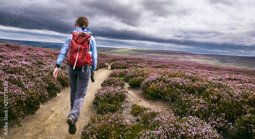 A hiker walking along a dirt path, trail on open moorland with purple flowering heather at Edmundbyres, Country Durham, England. UK. photo