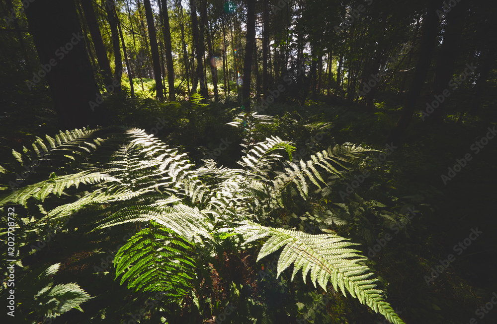 A sunlit fern under the shadows of a forest canopy on a warm summers day, England, UK.