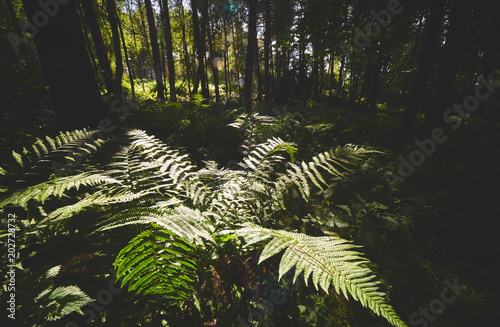 Obraz na płótnie A sunlit fern under the shadows of a forest canopy on a warm summers day, England, UK. w salonie