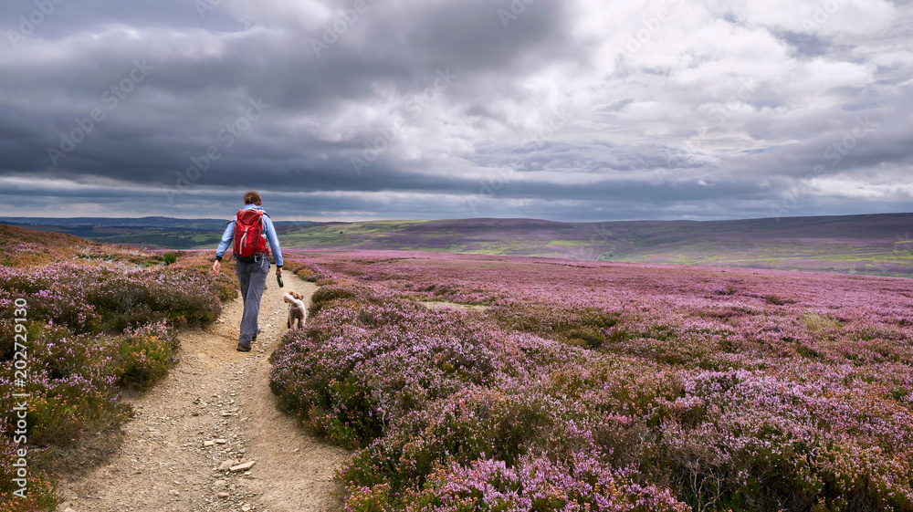 Φωτογραφία A hiker walking along a dirt path, trail on open moorland with purple flowering heather at Edmundbyres, Country Durham, England