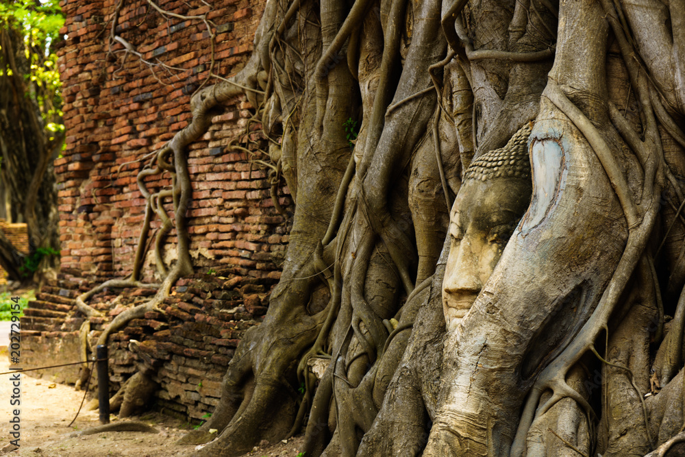 A temple in Ayutthaya with the head of the Buddha hidden in the banyan tree. A temple in Ayutthaya with the head of the Buddha hidden in the banyan tree.