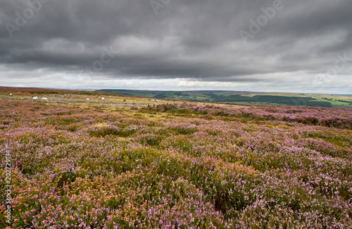 Sheep grazing on heather covered moorland on an overcast day, Edmunbyres Common, Country Durham, England, UK.