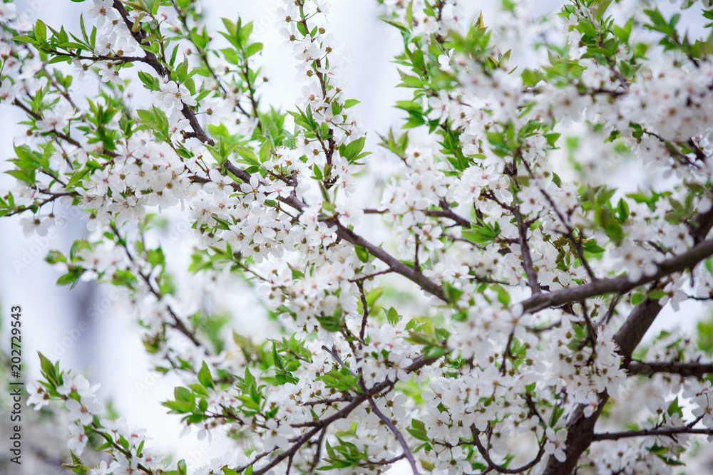spring green blossom tree