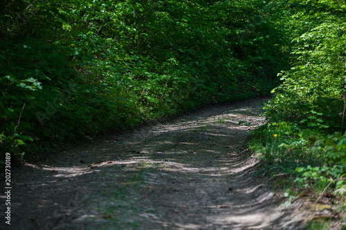 Turning a path in the forest