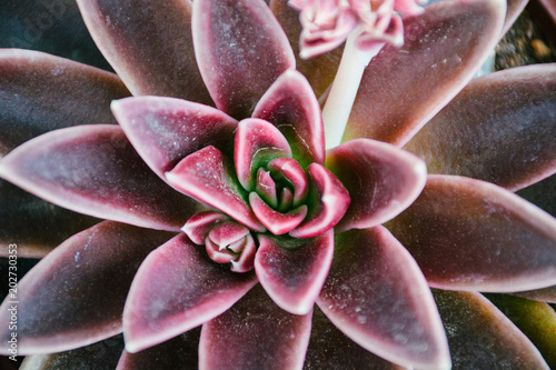 Close Up Plant Detail Background Abstract