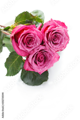pink roses isolated on white