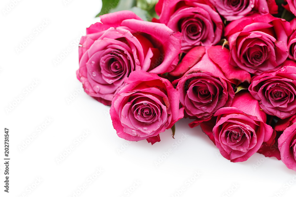 pink roses isolated on white pink roses isolated on white
