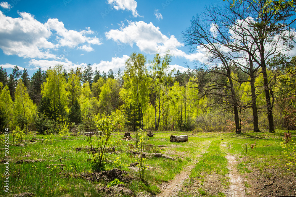 Obraz premium Green forest and blue sky.