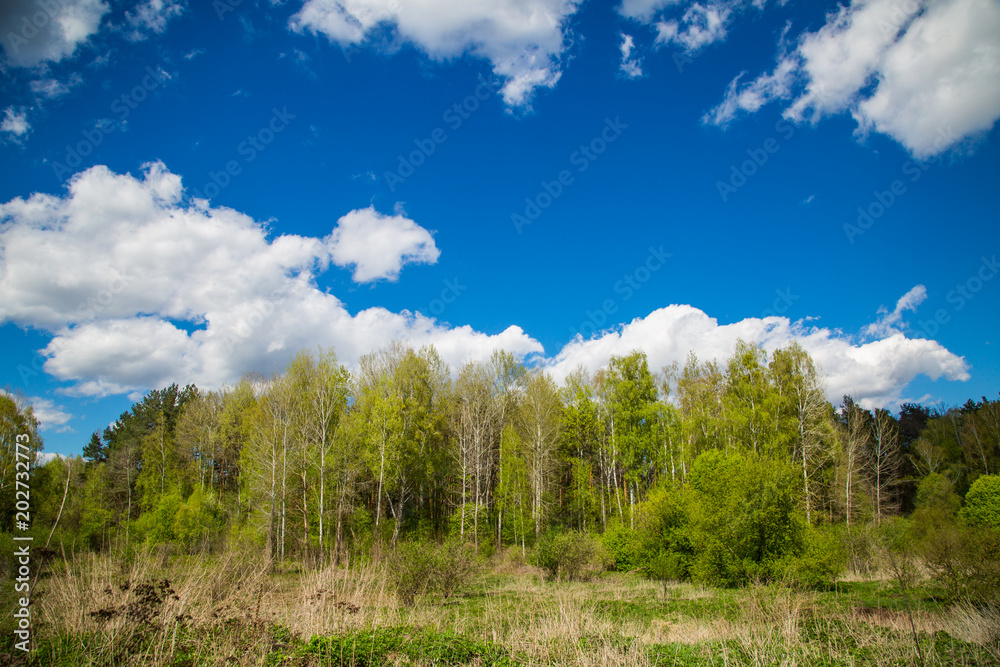 Green forest and blue sky. Green forest and blue sky.