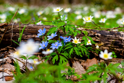 The first spring white and blue forest flowers on a flower meadow