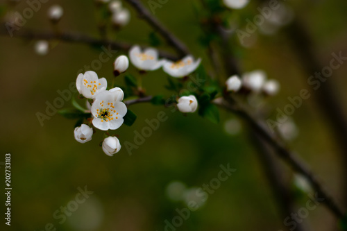 Branch of cherry-tree with flowers, buds and blossoming leaves
