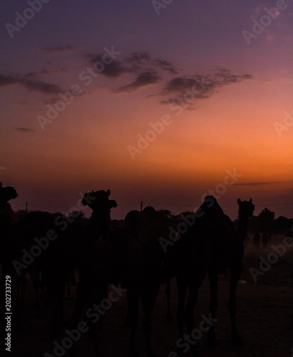 Camel in pushkar fair   rajasthan India 