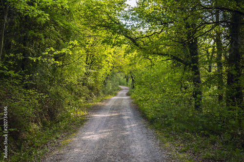 carretera sin fin en el bosque