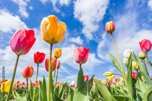 Multicoloured tulip field and clouds in the blue sky. Yersekendam, Zeeland province, Netherlands.